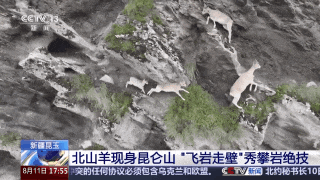“飞岩走壁”不稀奇！看北山羊昆仑山上秀攀岩绝技~