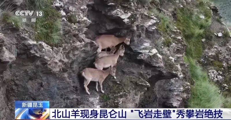 “飞岩走壁”不稀奇！看北山羊昆仑山上秀攀岩绝技~